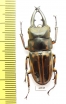 Prosopocoilus zebra nobuyukii  Indonesia, Java 42mm - INSECTS-STORE.RU