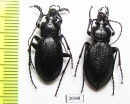 Carabus (Morphocarabus) spasskianus aeruginosiformis, pair  Russia, Krasnoyarsk reg. - INSECTS-STORE.RU