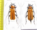 Rosalia decempunctata, pair  Thailand - INSECTS-STORE.RU
