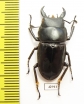 Dorcus ghilianii  Indonesia, Kei Besar isl. - INSECTS-STORE.RU
