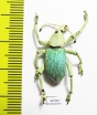 Eupholus bruyni  Indonesia, Papua - INSECTS-STORE.RU