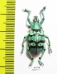 Eupholus chevrolati  Indonesia, Aru isl. - INSECTS-STORE.RU