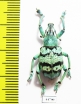 Eupholus chevrolati  Indonesia, Aru isl. - INSECTS-STORE.RU