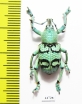 Eupholus chevrolati  Indonesia, Aru isl. - INSECTS-STORE.RU