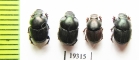 Onthophagus sp.  Argentina - INSECTS-STORE.RU
