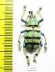 Eupholus schoenherri  Indonesia, Papua - INSECTS-STORE.RU