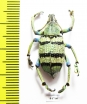 Eupholus schoenherri  Indonesia, Papua - INSECTS-STORE.RU