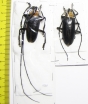 Nemophas batoceroides, pair  Indonesia, Timor isl.  44mm - INSECTS-STORE.RU