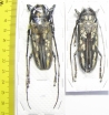 Batocera lineolata, pair  Thaiald  63/62mm - INSECTS-STORE.RU