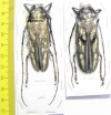 Batocera lineolata, pair  Thaiald  62mm - INSECTS-STORE.RU