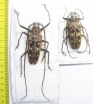 Batocera gerstaeckeri, pair  Indonesia, Peleng isl.  64/57mm - INSECTS-STORE.RU