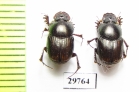 Onthophagus transcaspicus  Iran, Hormozgan prov. - INSECTS-STORE.RU
