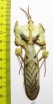 Idolomantis diabolica, male  Tanzania 92mm - INSECTS-STORE.RU