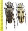 Baralipton maculosum, pair  Thailand  56mm - INSECTS-STORE.RU