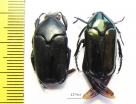 Thaumastopeus nigritus, pair  Indonesia, Sumatra - INSECTS-STORE.RU
