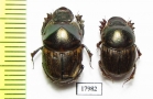 Scarabaeinae sp., pair  Togo - INSECTS-STORE.RU