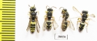 Hymenoptera sp.  Russia, Astrakhan reg. - INSECTS-STORE.RU