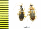 Carabidae sp.  Thailand - INSECTS-STORE.RU