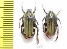 Pogonotarsus plumiger, pair  Madagascar - INSECTS-STORE.RU