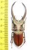 Cyclommatus elaphus  Indonesia, Sumatra 74mm - INSECTS-STORE.RU