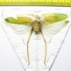 Orthoptera sp.  Thailand  93mm - INSECTS-STORE.RU