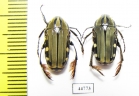 Pogonotarsus plumiger, pair  Madagascar - INSECTS-STORE.RU