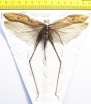Orthoptera sp.  Thailand  124mm - INSECTS-STORE.RU