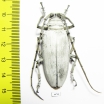 Rosenbergia lactiflua, female  Indonesia, Papua N.G.  48mm - INSECTS-STORE.RU