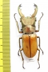 Cyclommatus pasteuri  Indonesia, Sumatra  43mm - INSECTS-STORE.RU