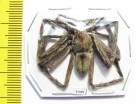 Arachnida sp.  Malaysia - INSECTS-STORE.RU