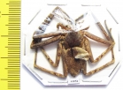 Arachnida sp.  Malaysia - INSECTS-STORE.RU