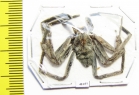 Arachnida sp.  Malaysia - INSECTS-STORE.RU