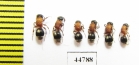 Mutillidae sp.  Russia, Tver reg. - INSECTS-STORE.RU