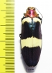Chrysochroa buqueti  Thailand - INSECTS-STORE.RU