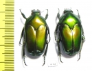 Ischiopsopha ritsemae celebensis, pair  Indonesia, Peleng isl. - INSECTS-STORE.RU
