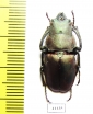 Odontolabis aeratus  Malaysia 25mm - INSECTS-STORE.RU