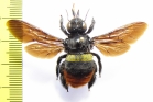 Hymenoptera, Xylocopa sp.  Indonesia, Taliabu isl. - INSECTS-STORE.RU