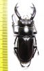 Hexarthrius buqueti  Indonesia, Java  64mm - INSECTS-STORE.RU