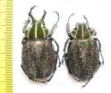 Inca clathrata sommeri, pair  Mexico - INSECTS-STORE.RU