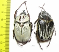 Argyrophanes kolbei, pair  Tanzania 40mm - INSECTS-STORE.RU