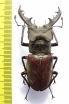 Lucanus dybowskyi  Russia, Far East  60mm - INSECTS-STORE.RU