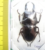 Dorcus saiga ceramensis  Indonesia, Kelang isl. 42mm - INSECTS-STORE.RU