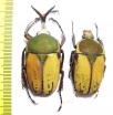 Megalorhina harrisi peregrina, pair  Tanzania 54mm - INSECTS-STORE.RU