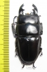 Dorcus alcides  Indonesia, Sumatra  62mm - INSECTS-STORE.RU
