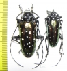 Anoplophora tonkinea, pair  Vietnam - INSECTS-STORE.RU