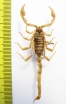 Scorpiones sp.  Mexico - INSECTS-STORE.RU