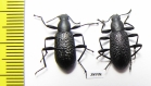 Upis ceramboides  Russia, Tver reg. - INSECTS-STORE.RU