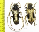 Petrognatha gigas, pair  Cote d'Ivoire 55mm - INSECTS-STORE.RU