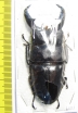Dorcus titanus  Thailand  74mm - INSECTS-STORE.RU