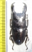 Dorcus titanus  Indonesia, Sulawesi  70mm - INSECTS-STORE.RU